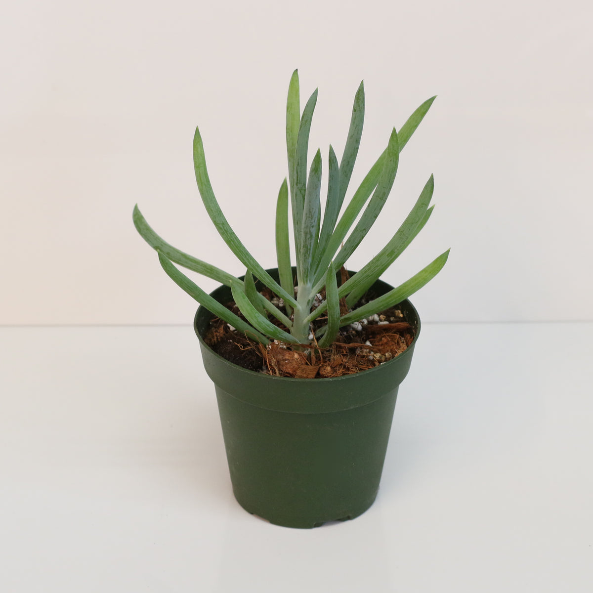 Blue Chalksticks Succulent