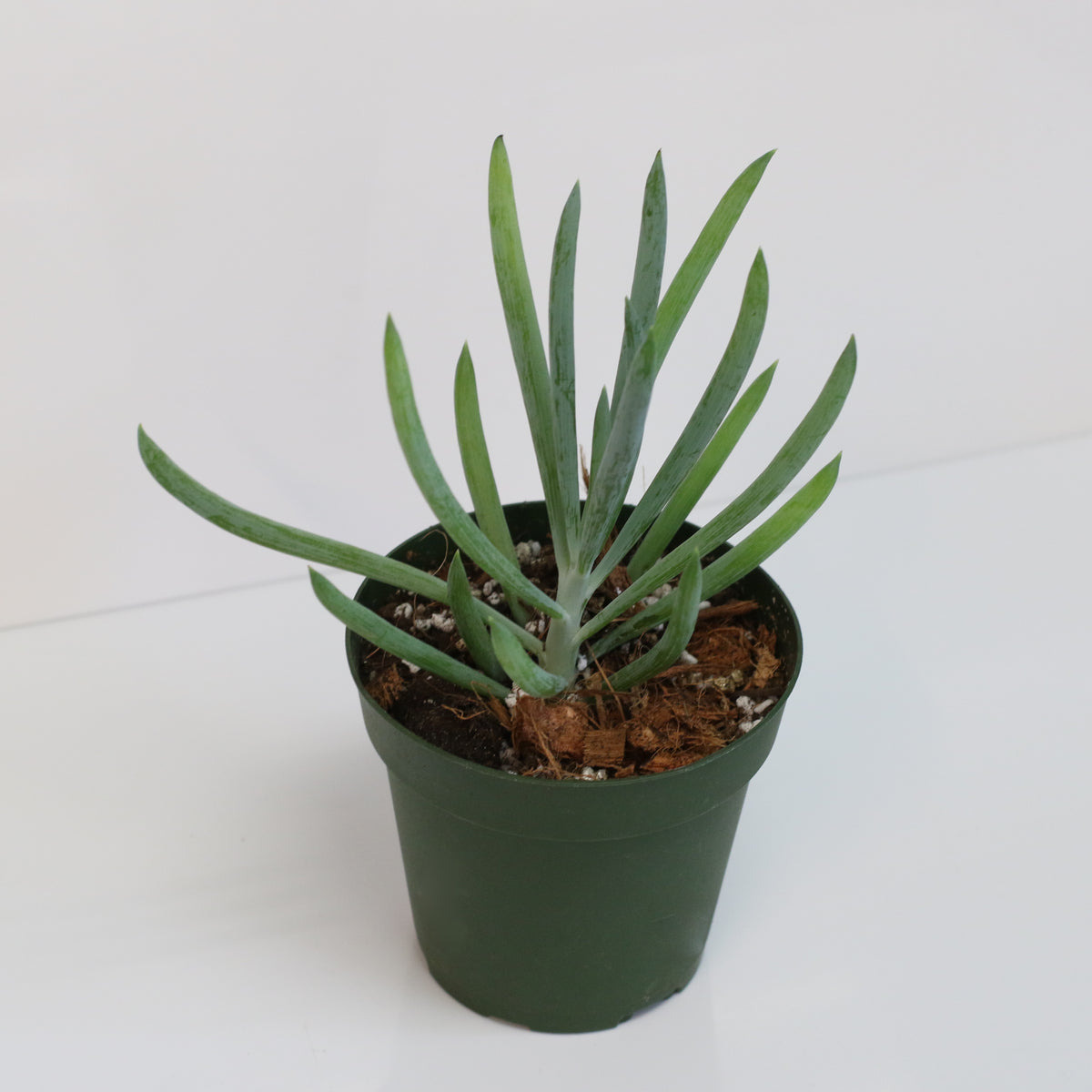 Blue Chalksticks Succulent