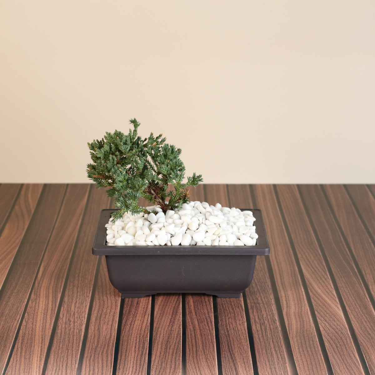 Bonsai Japanese Juniper