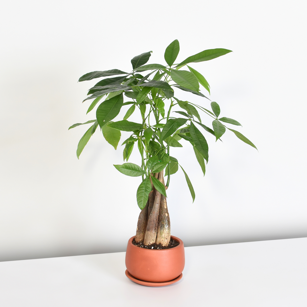 Lucky Braided Money Tree Plant