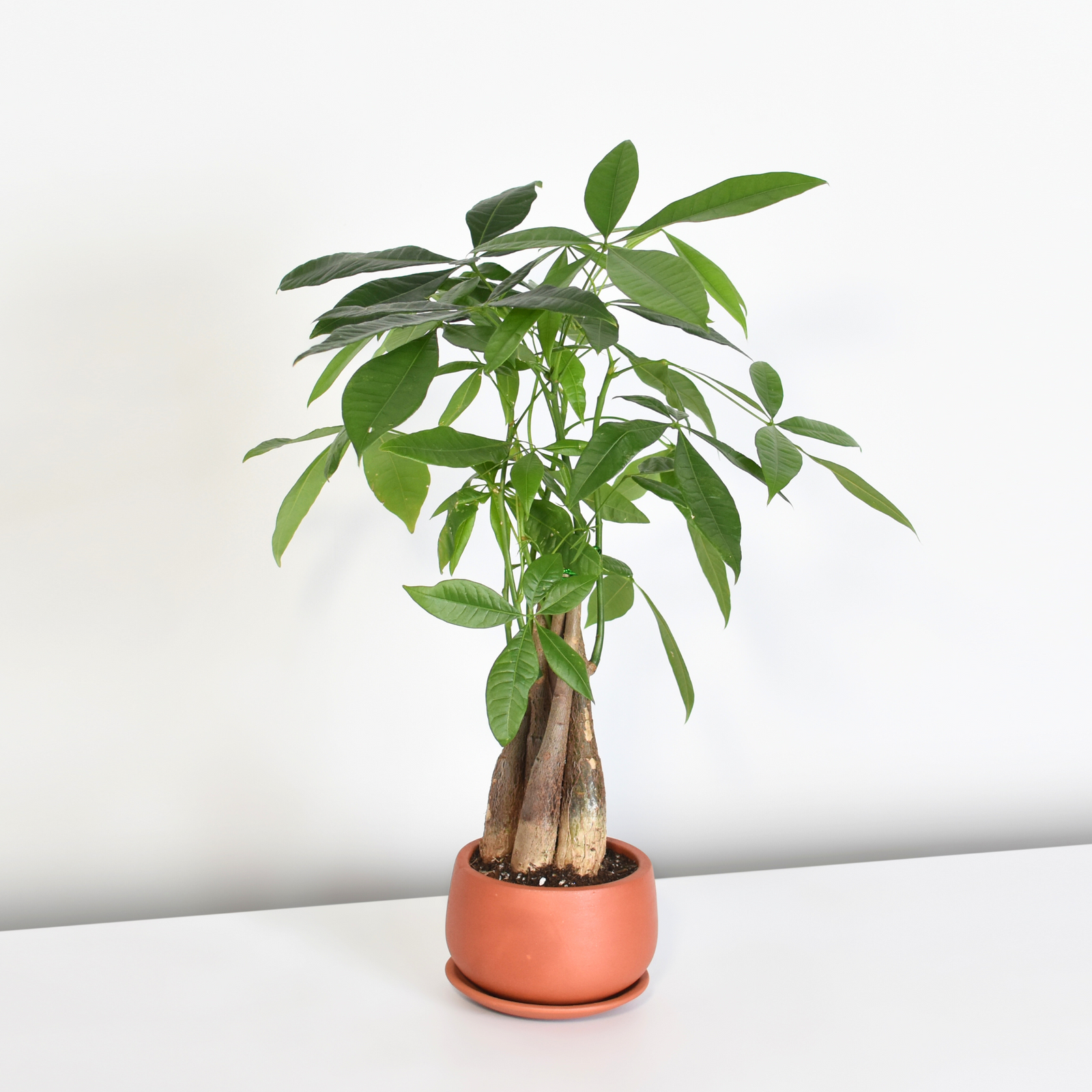 Lucky Braided Money Tree Plant