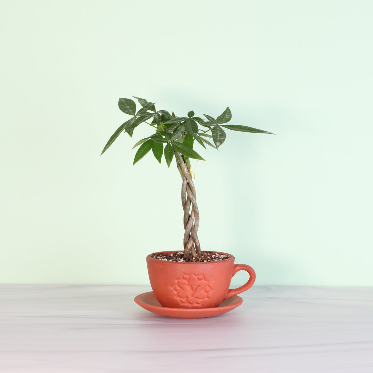 Lucky Braided Money Tree Plant