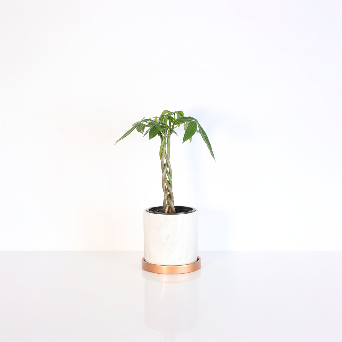 Lucky Braided Money Tree Plant