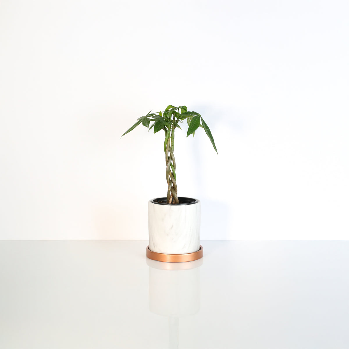 Lucky Braided Money Tree Plant