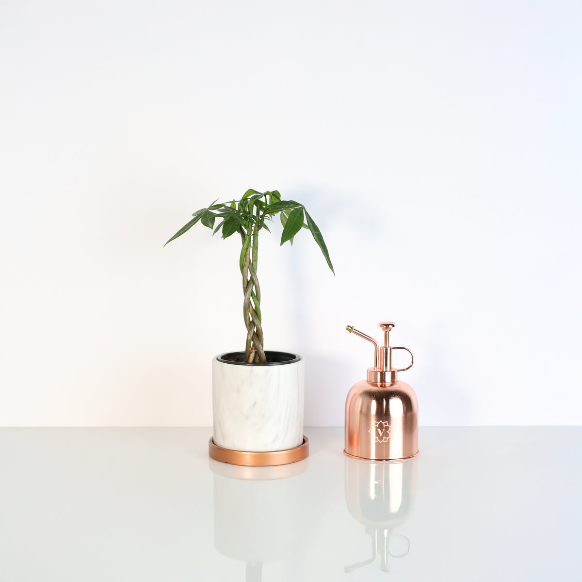 Lucky Braided Money Tree Plant