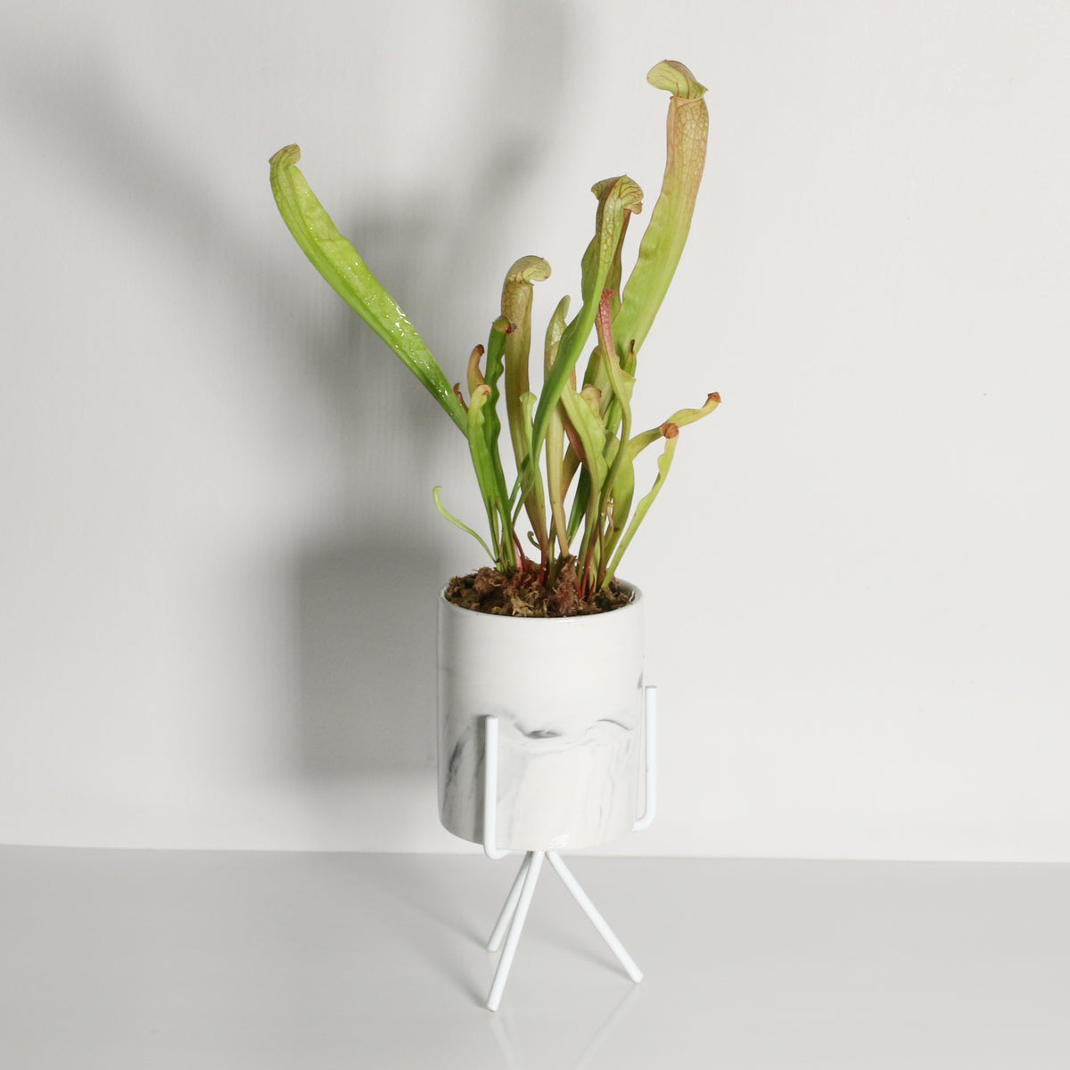 Sarracenia BUG BAT Trumpet Pitcher Carnivorous Plant