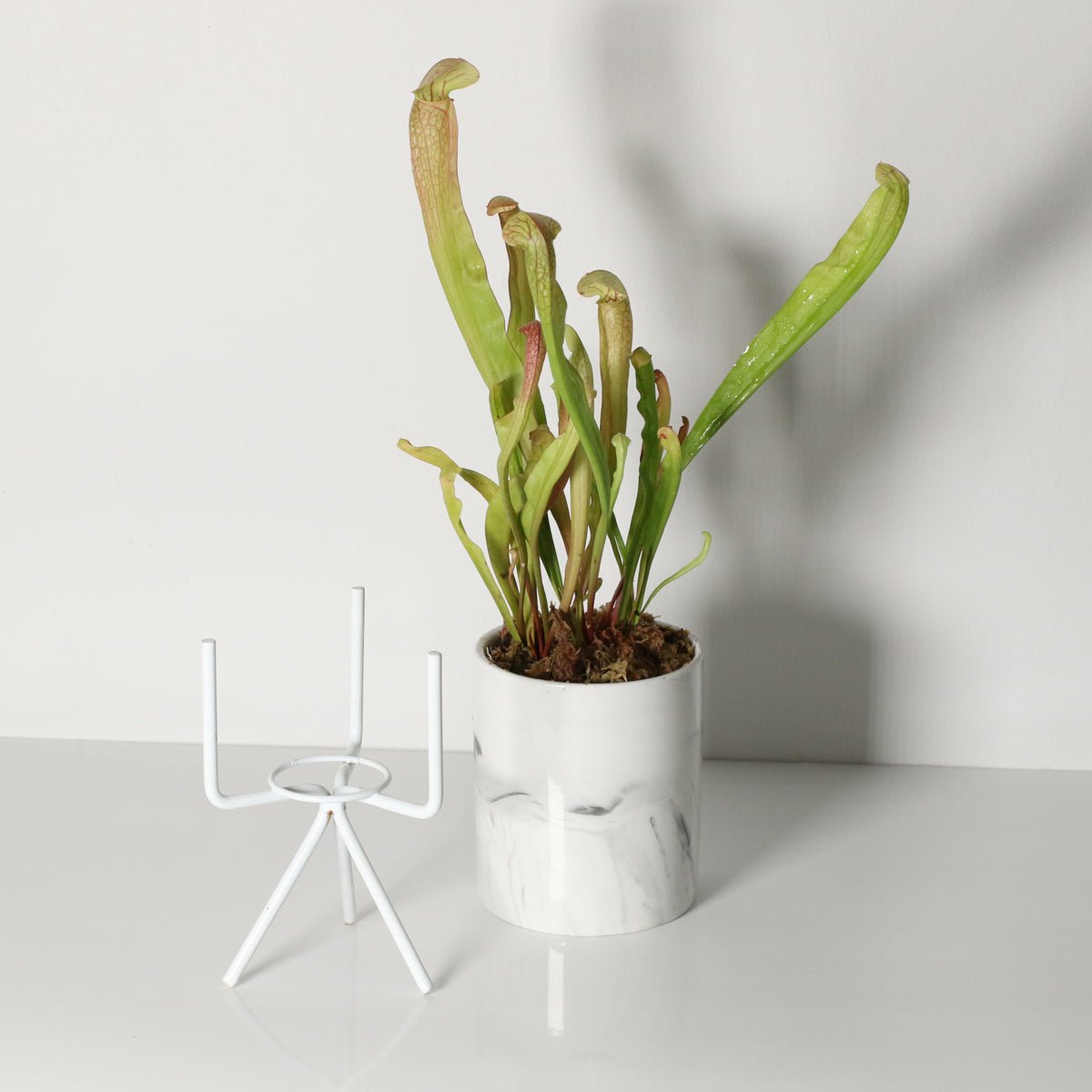 Sarracenia BUG BAT Trumpet Pitcher Carnivorous Plant