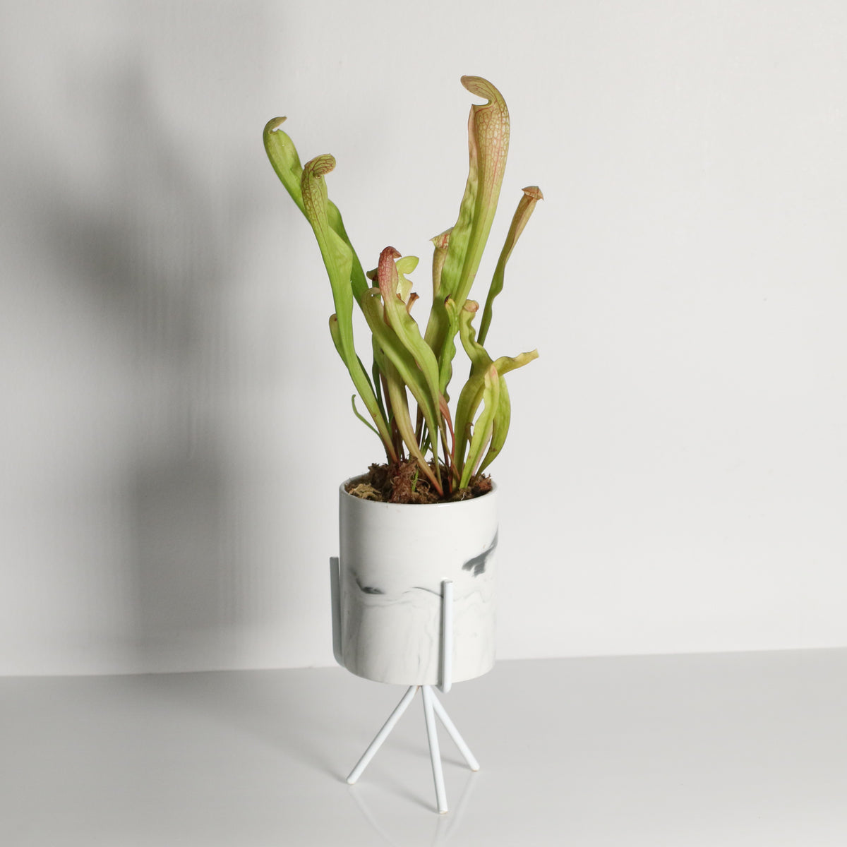 Sarracenia BUG BAT Trumpet Pitcher Carnivorous Plant