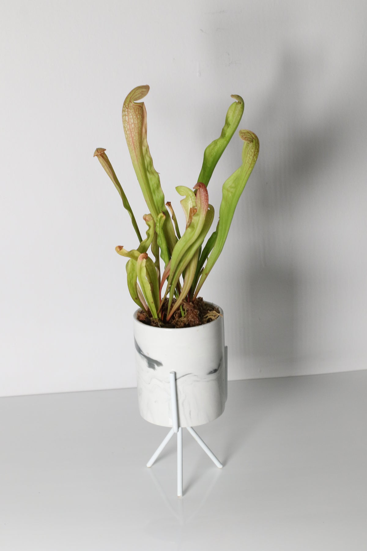 Sarracenia BUG BAT Trumpet Pitcher Carnivorous Plant