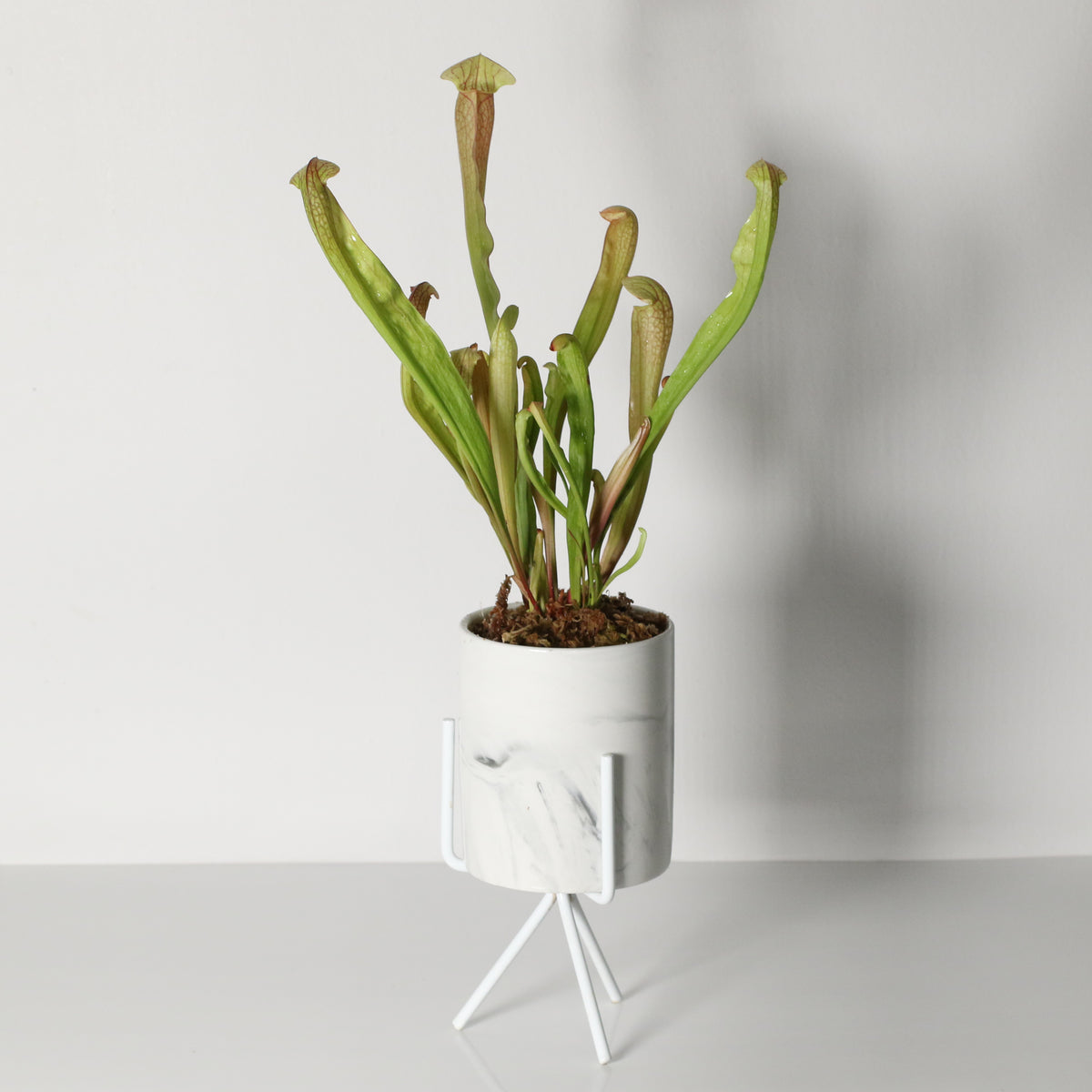 Sarracenia BUG BAT Trumpet Pitcher Carnivorous Plant