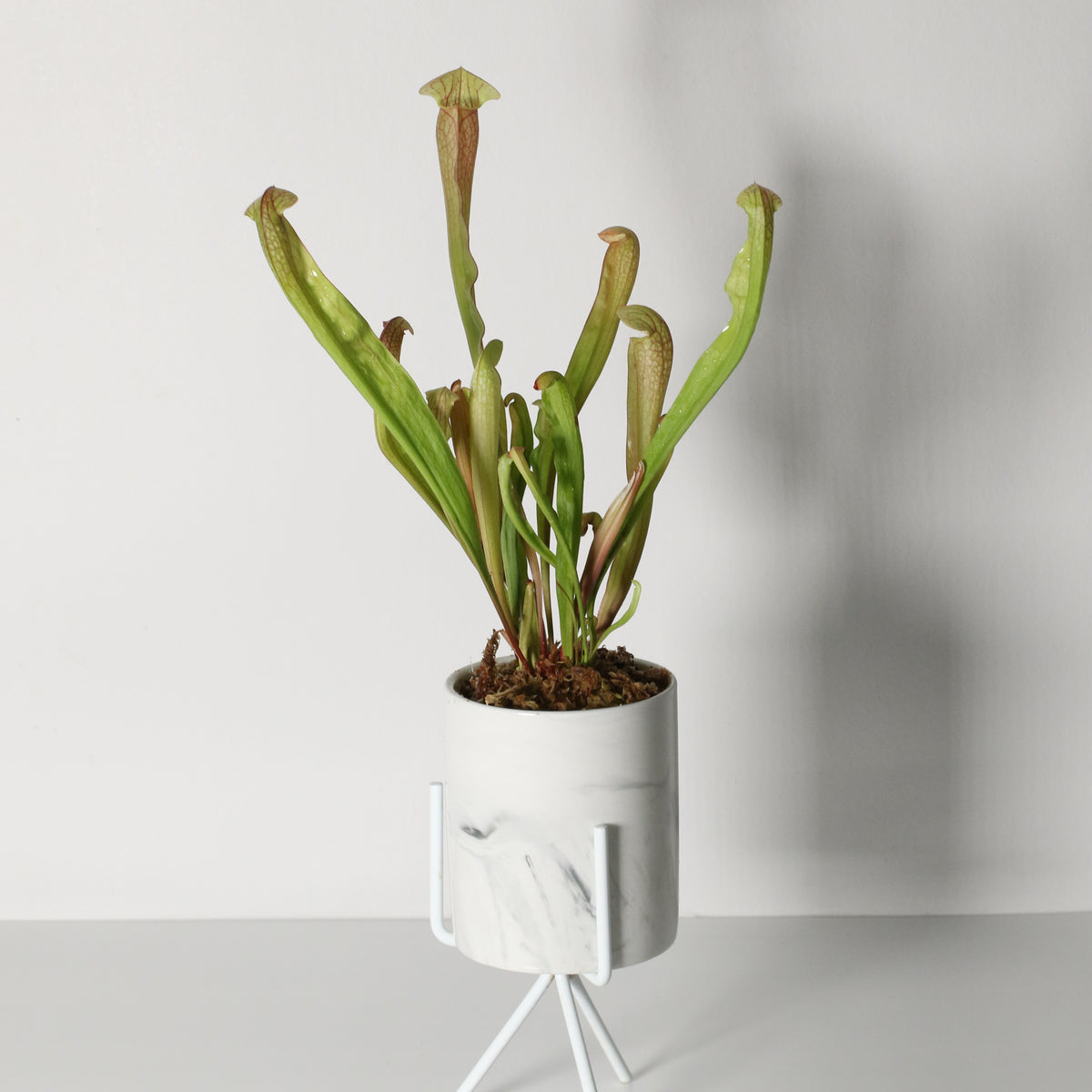 Sarracenia BUG BAT Trumpet Pitcher Carnivorous Plant