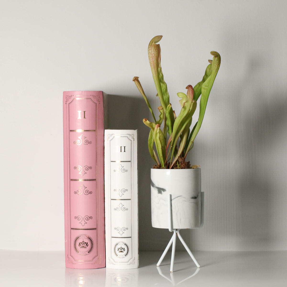 Sarracenia BUG BAT Trumpet Pitcher Carnivorous Plant