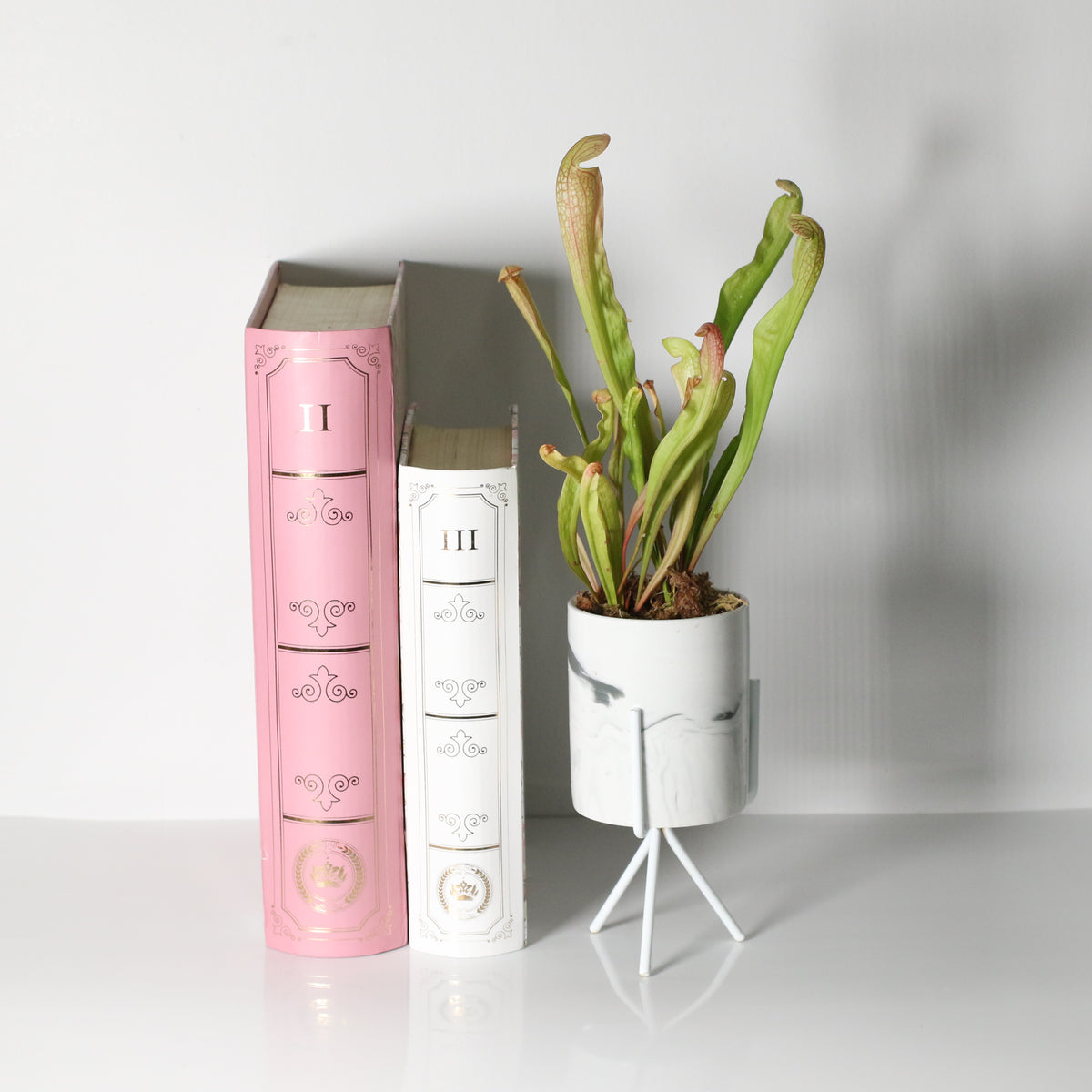 Sarracenia BUG BAT Trumpet Pitcher Carnivorous Plant