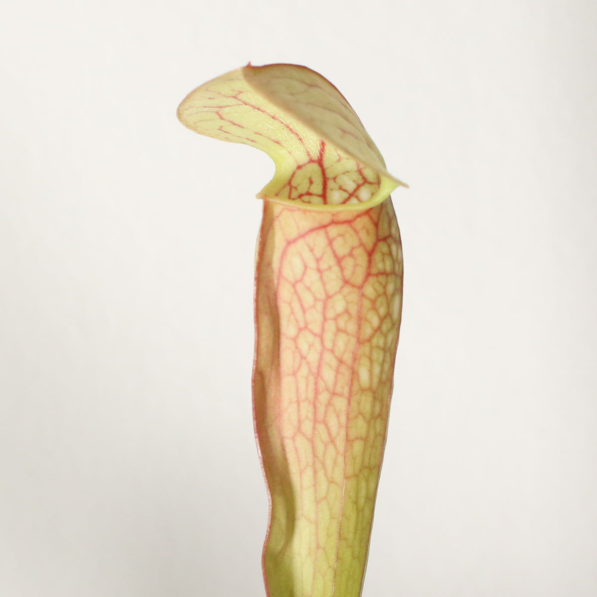 Sarracenia BUG BAT Trumpet Pitcher Carnivorous Plant