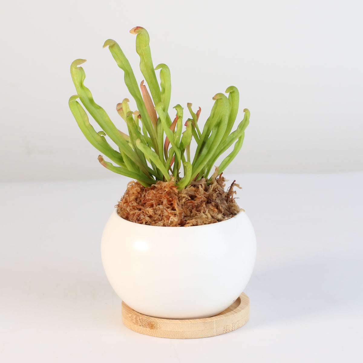 Sarracenia BUG BAT Trumpet Pitcher Carnivorous Plant