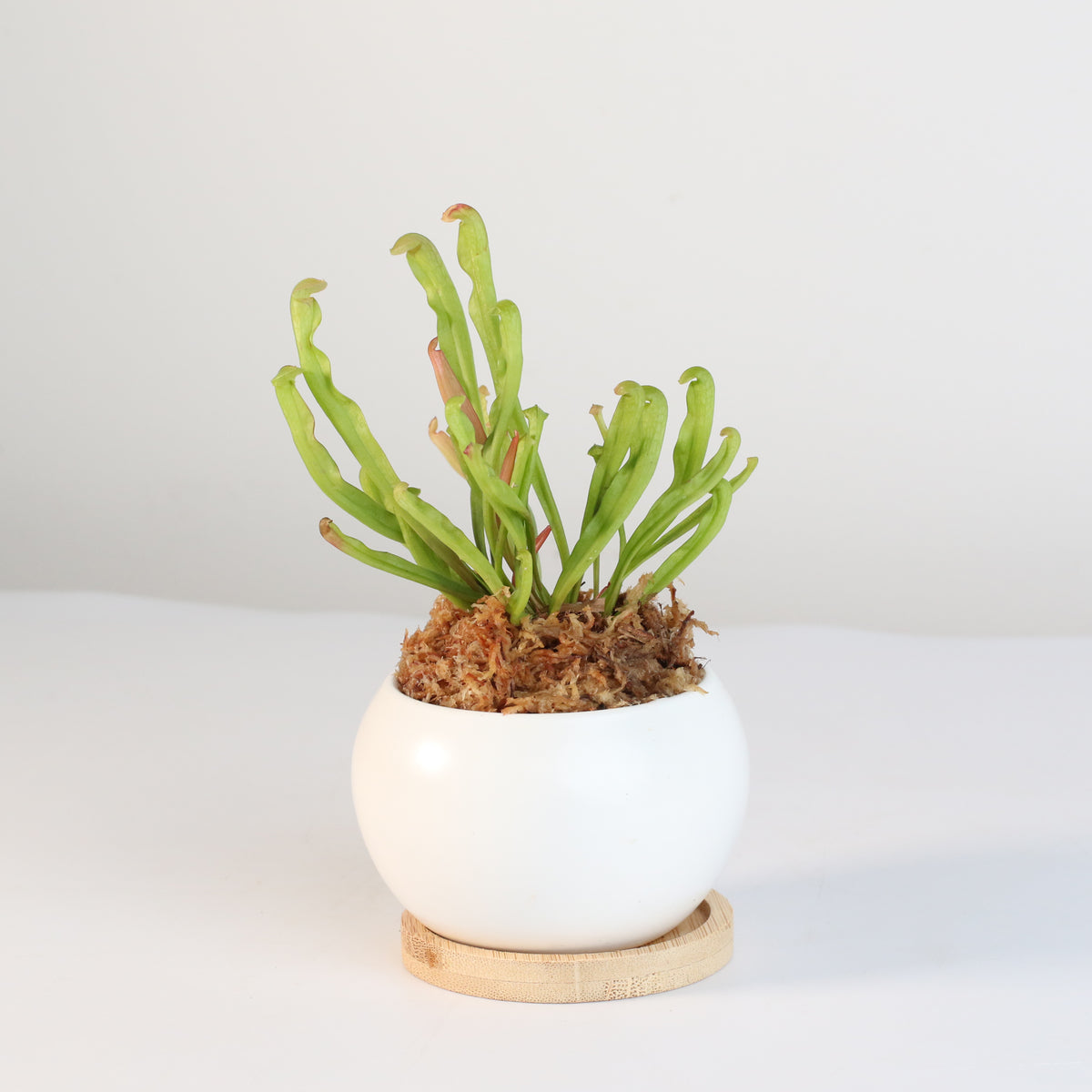 Sarracenia BUG BAT Trumpet Pitcher Carnivorous Plant