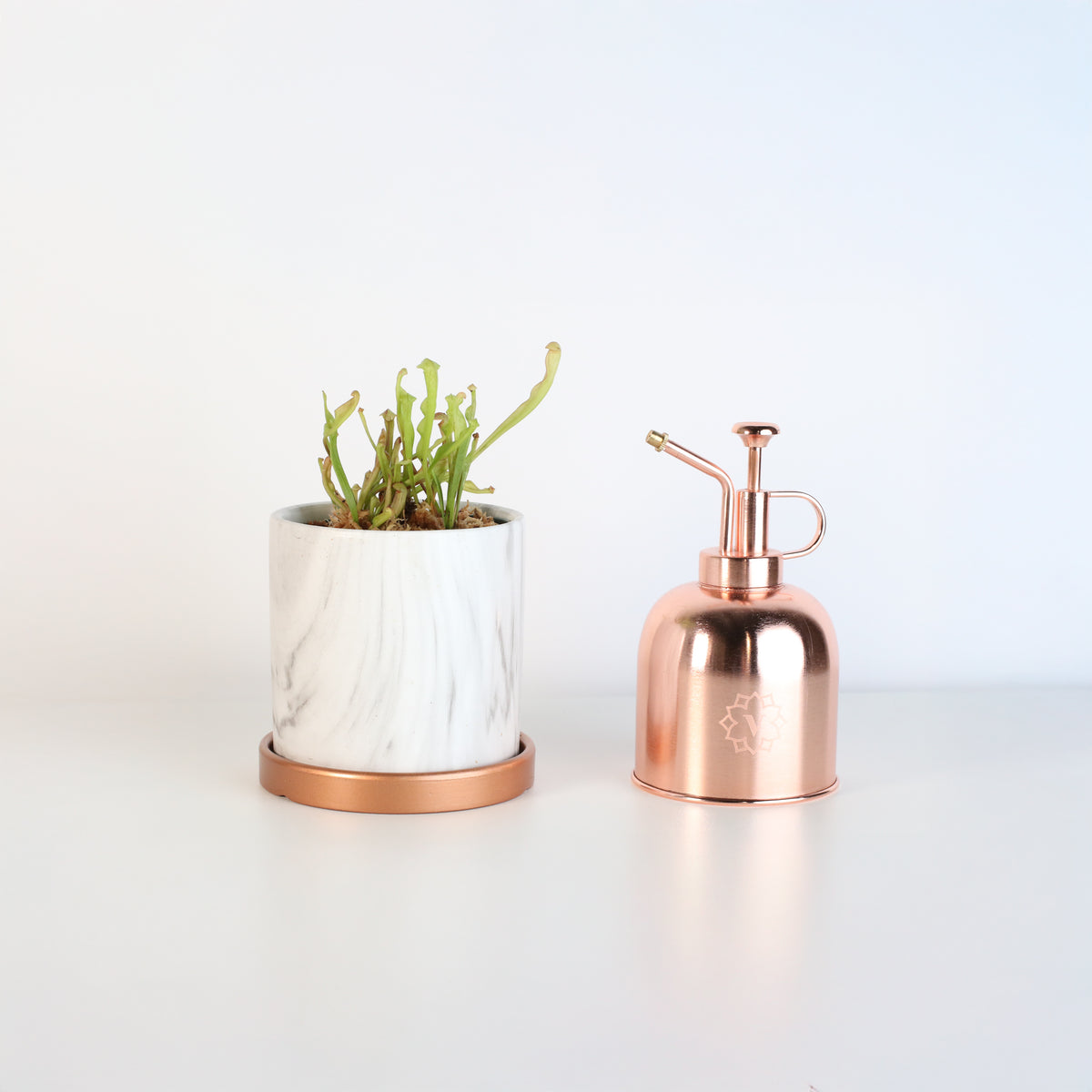 Sarracenia Bug Bat in Daphne 4.5" Ceramic Planter with mister.