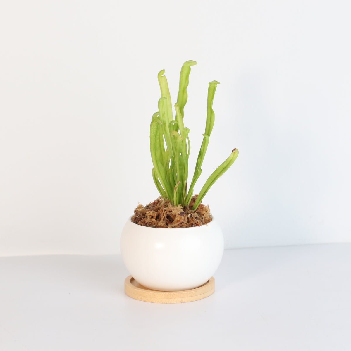 Sarracenia BUG BAT Trumpet Pitcher Carnivorous Plant