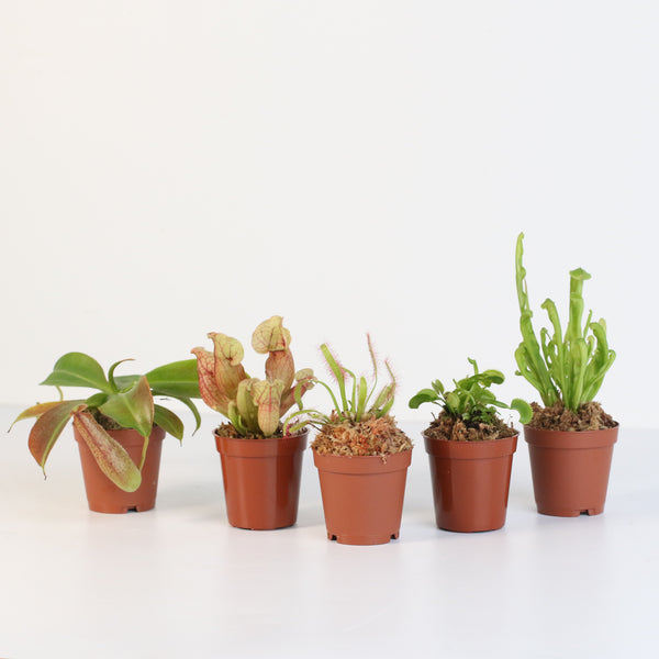 carnivorous plants shop Party of Five Carnivorous Plant Bundle