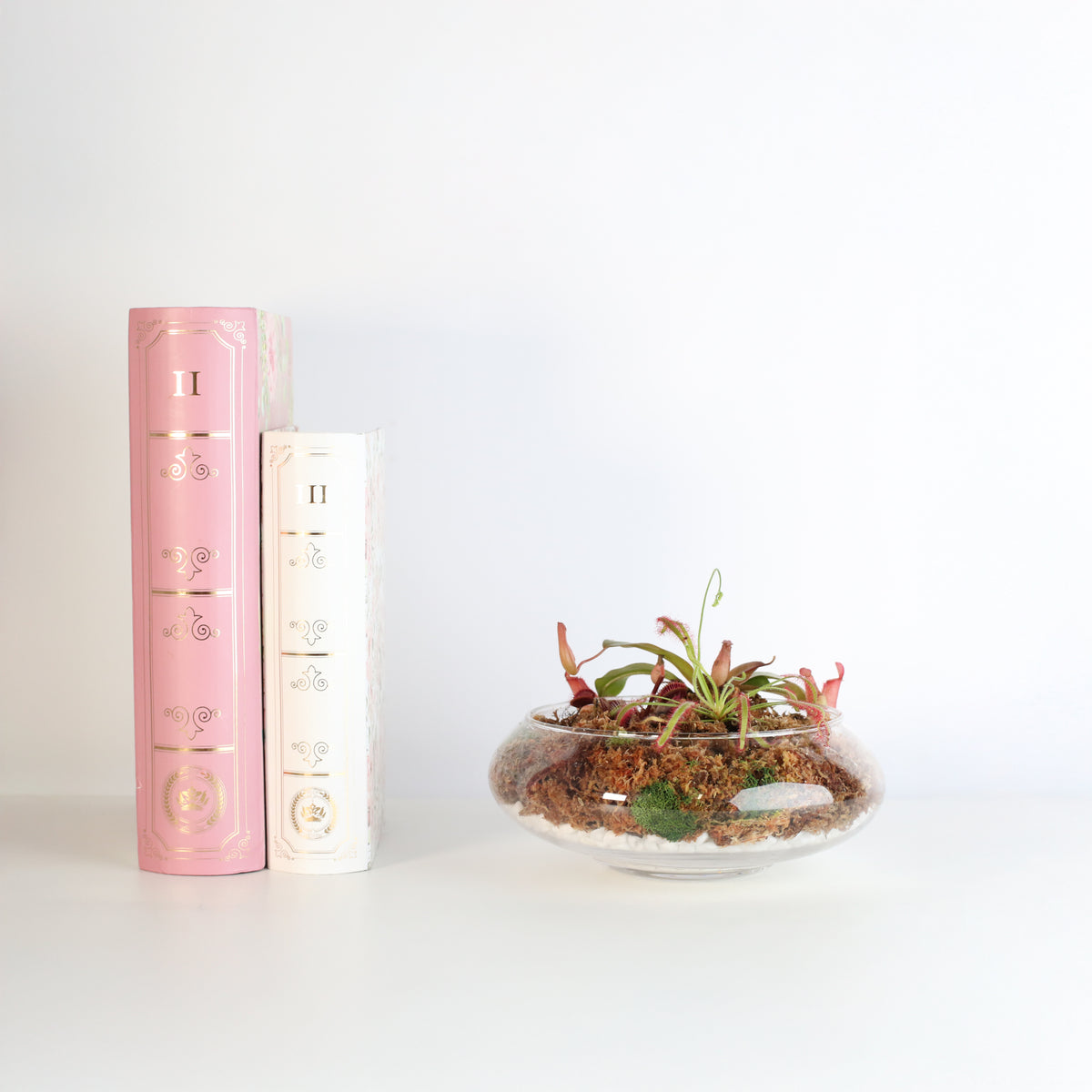 Carnivorous Bog terrarium