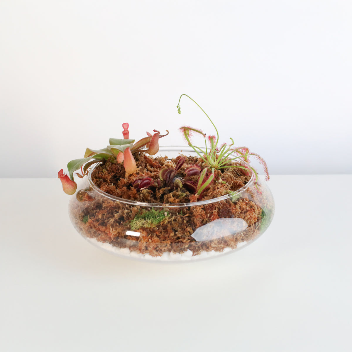 Carnivorous Bog terrarium