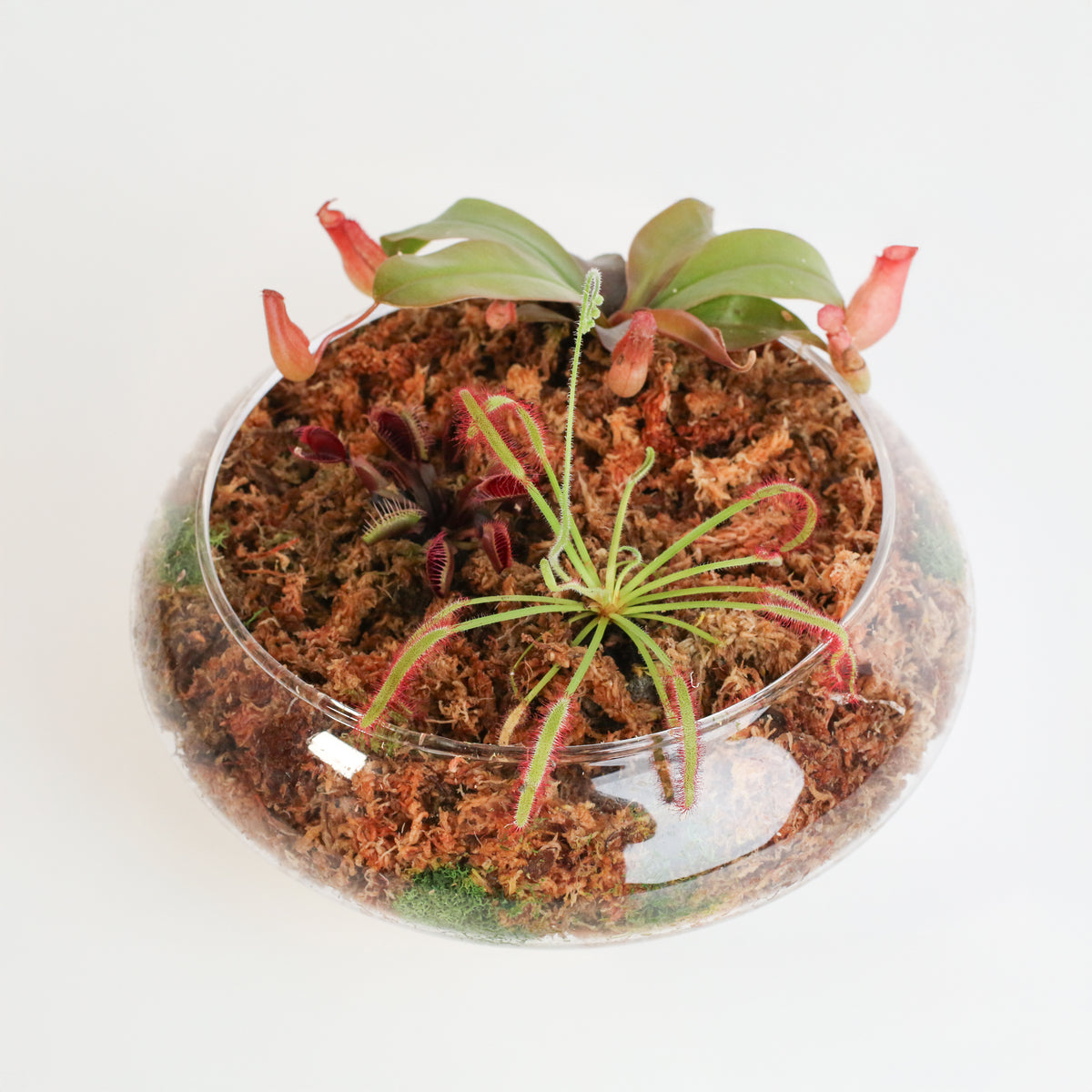 Carnivorous Bog terrarium