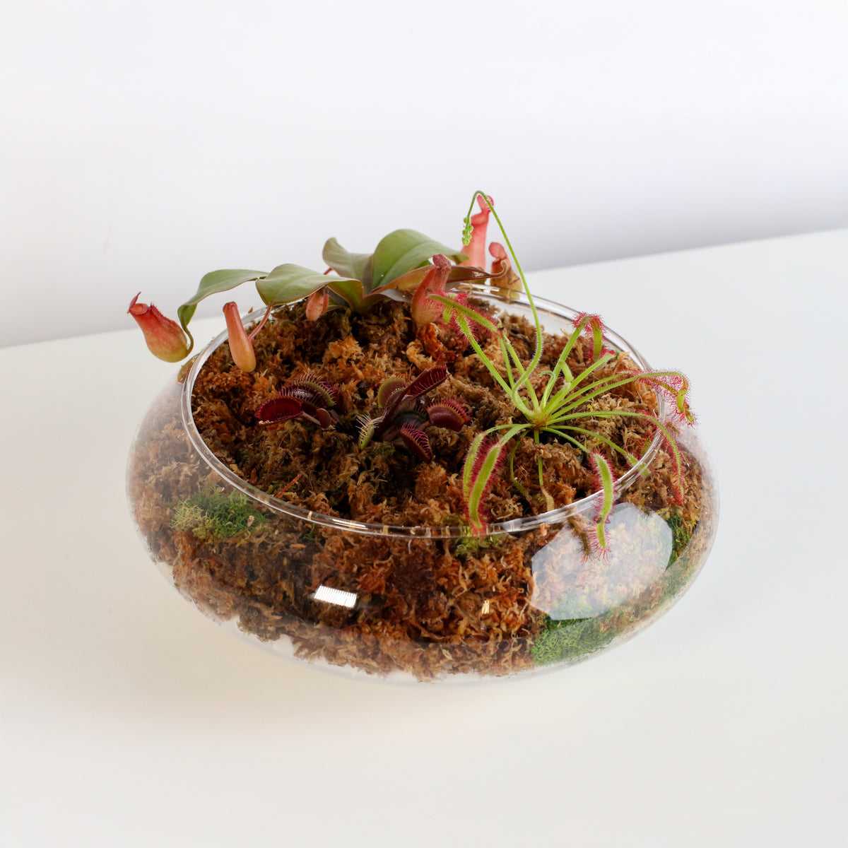 Carnivorous Bog terrarium