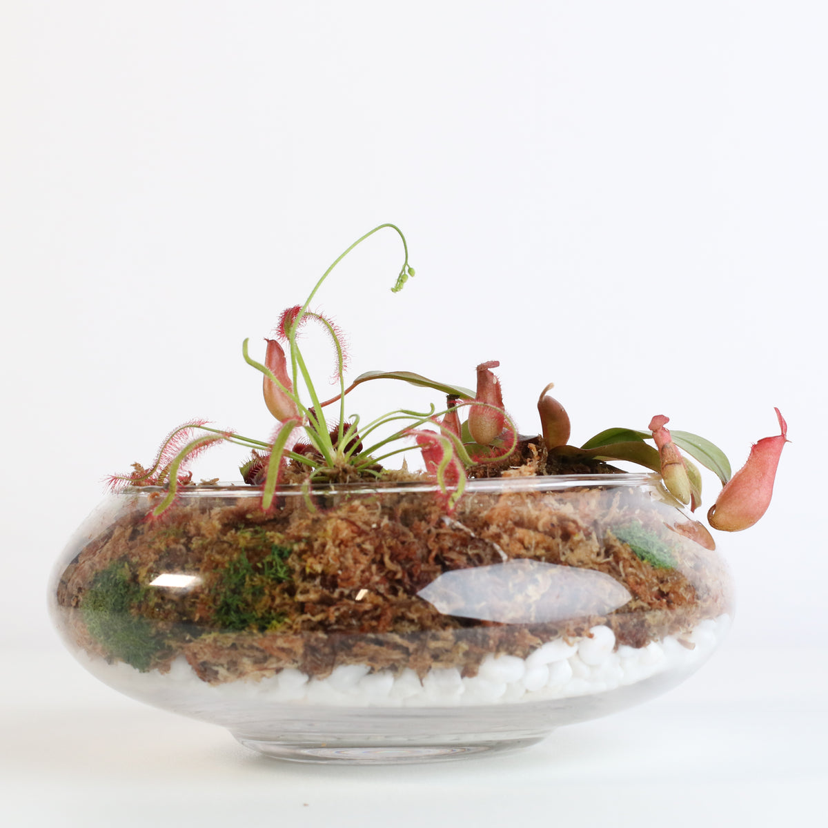 Carnivorous Bog terrarium