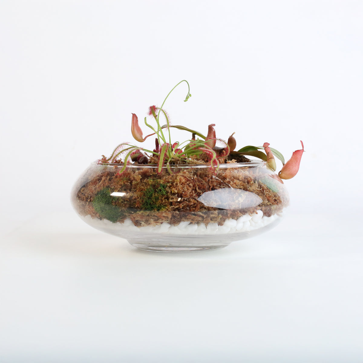 Carnivorous Bog terrarium