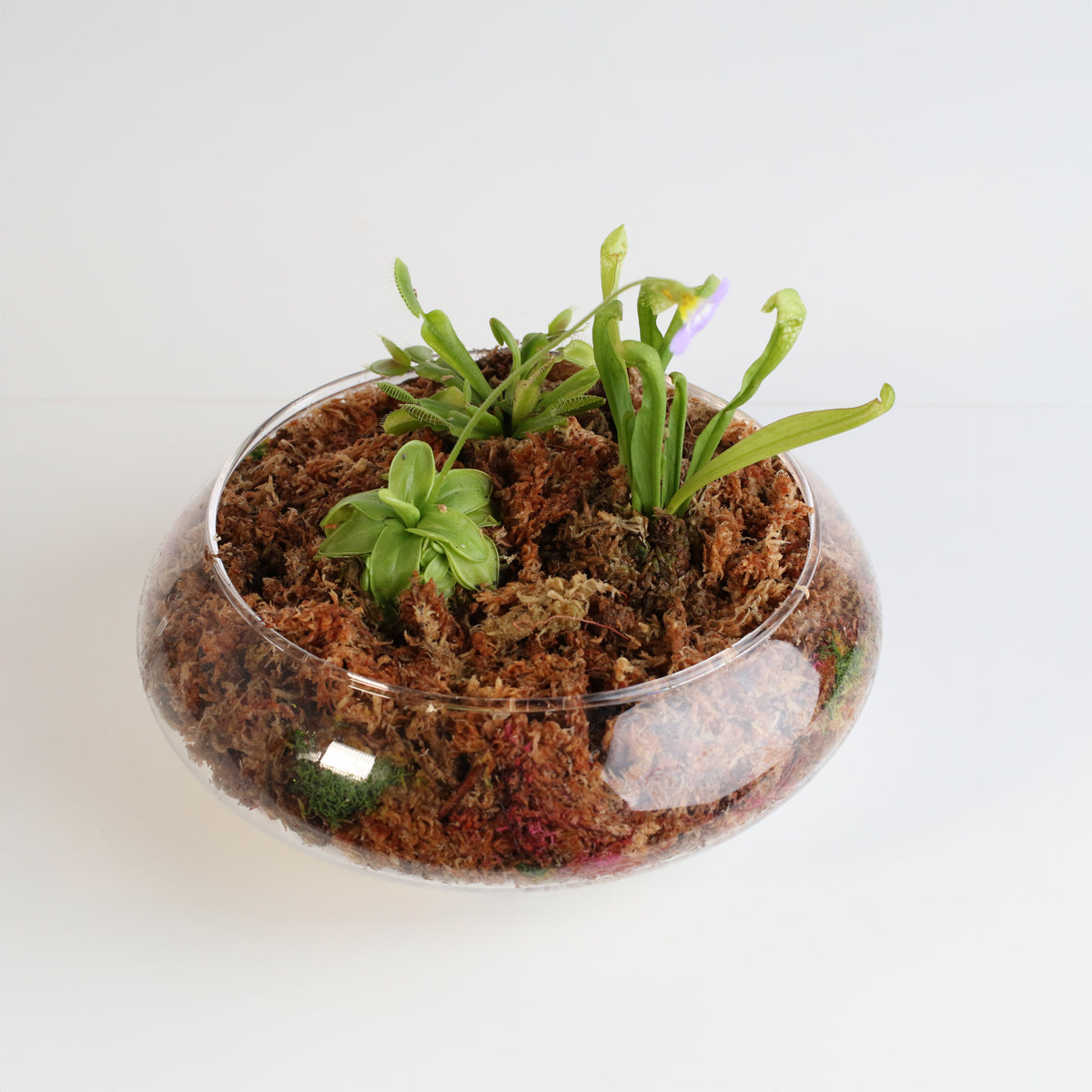 Carnivorous Bog terrarium