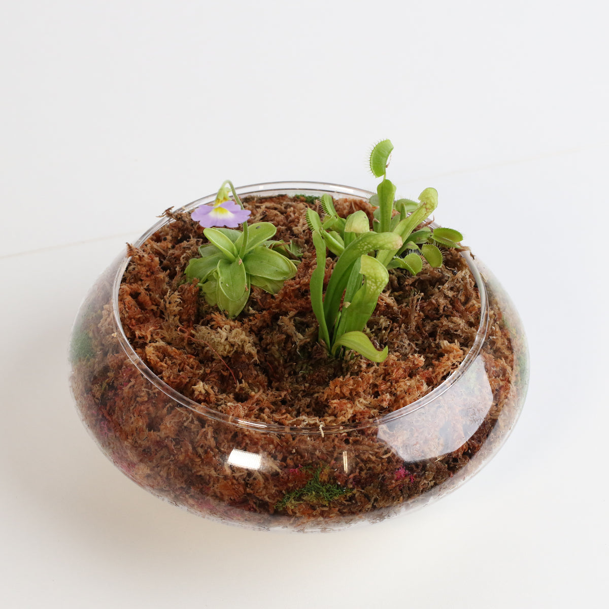 Carnivorous Bog terrarium
