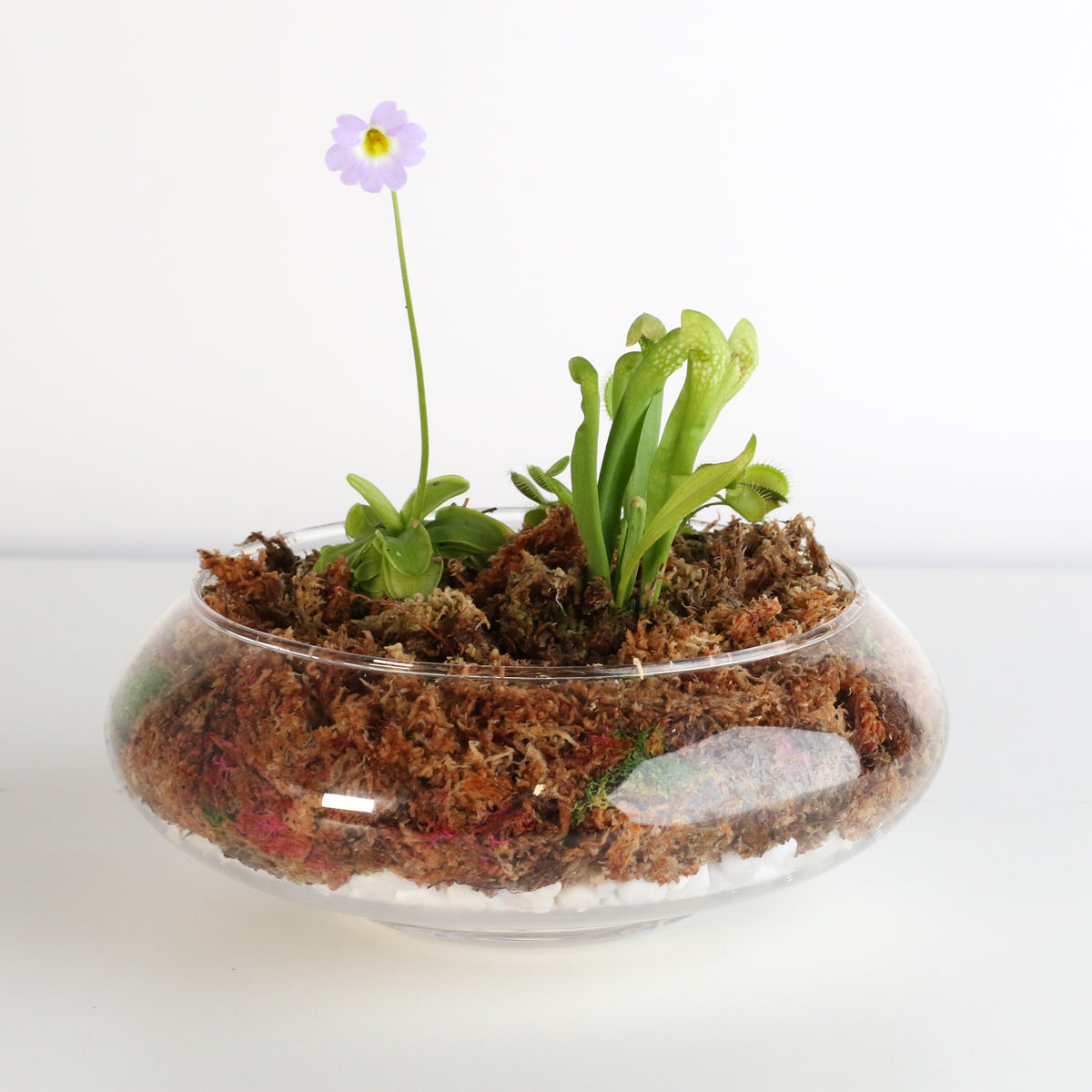 Carnivorous Bog terrarium