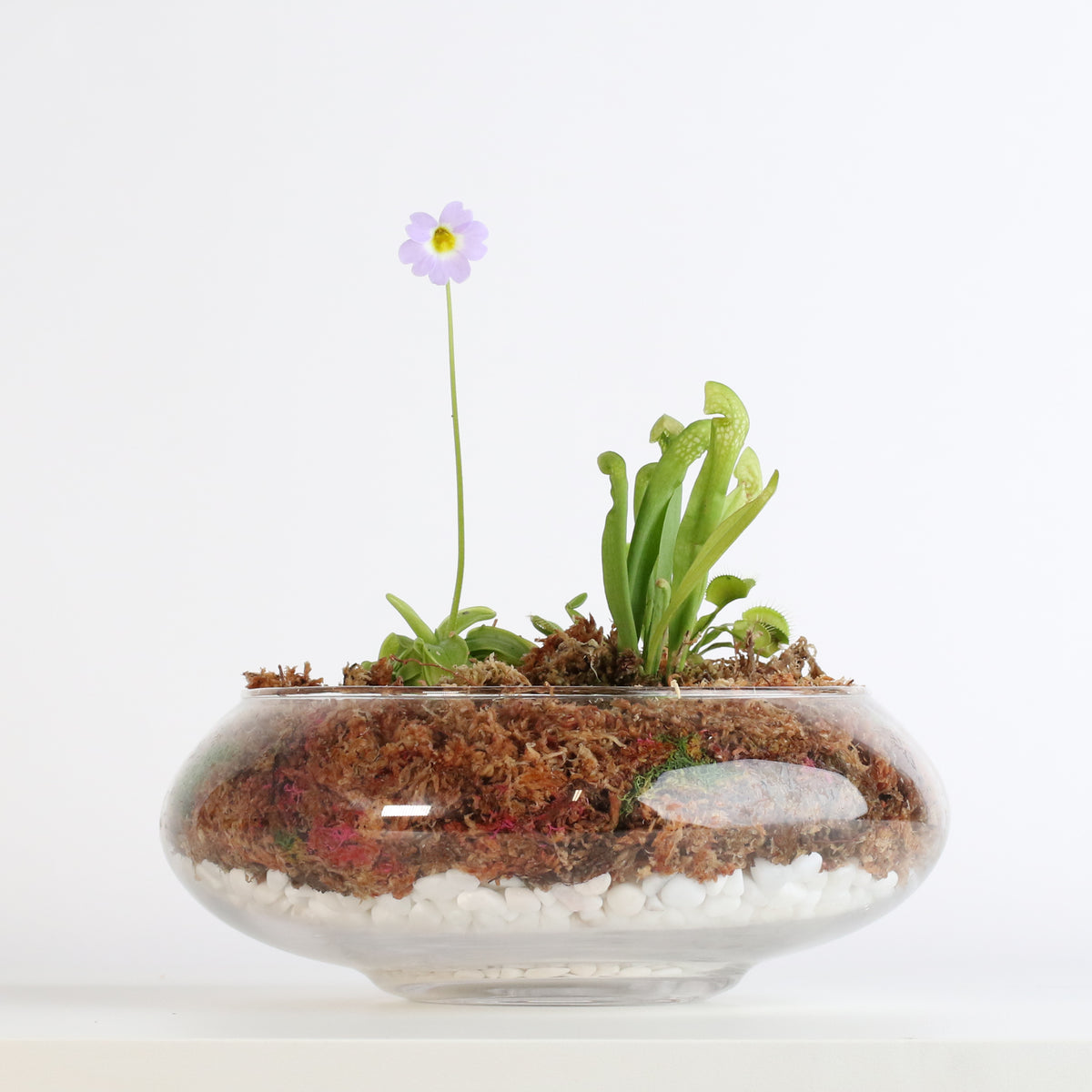 Carnivorous Bog terrarium