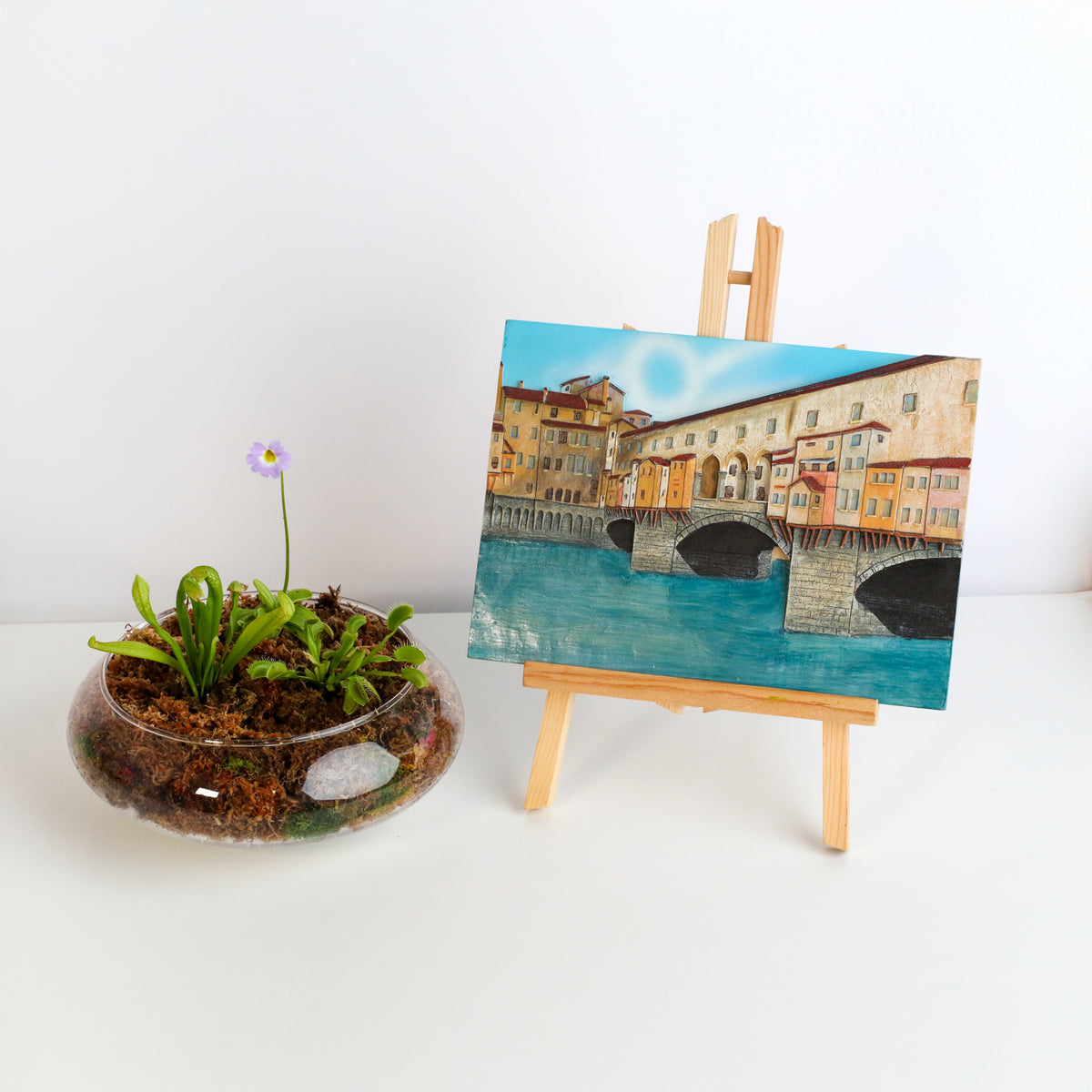 Carnivorous Bog terrarium