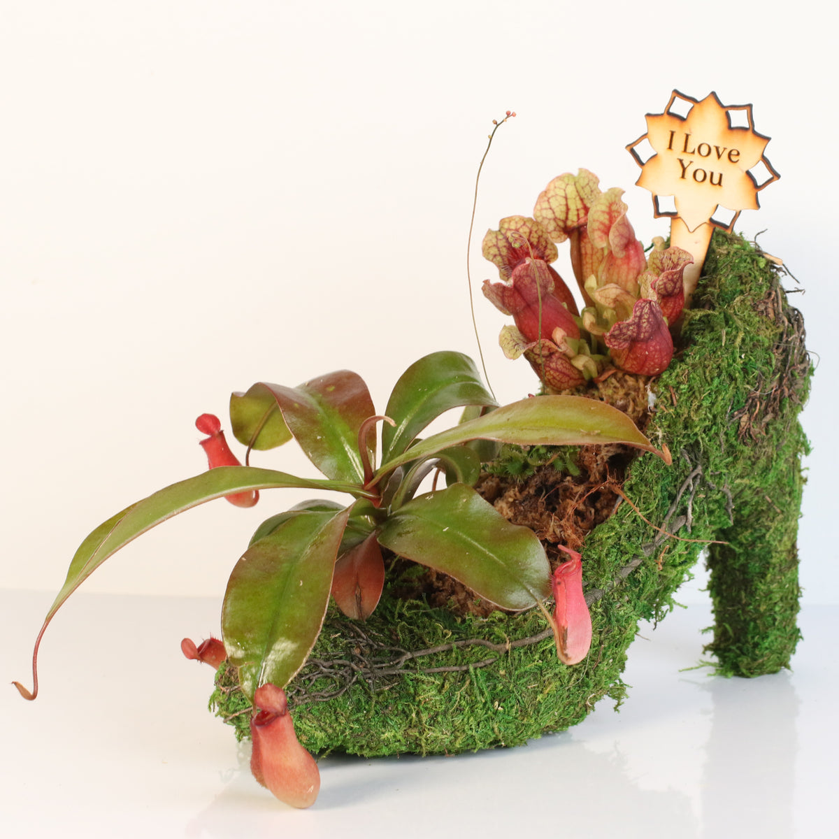 Carnivorous Chic in Heels Kit -DIY