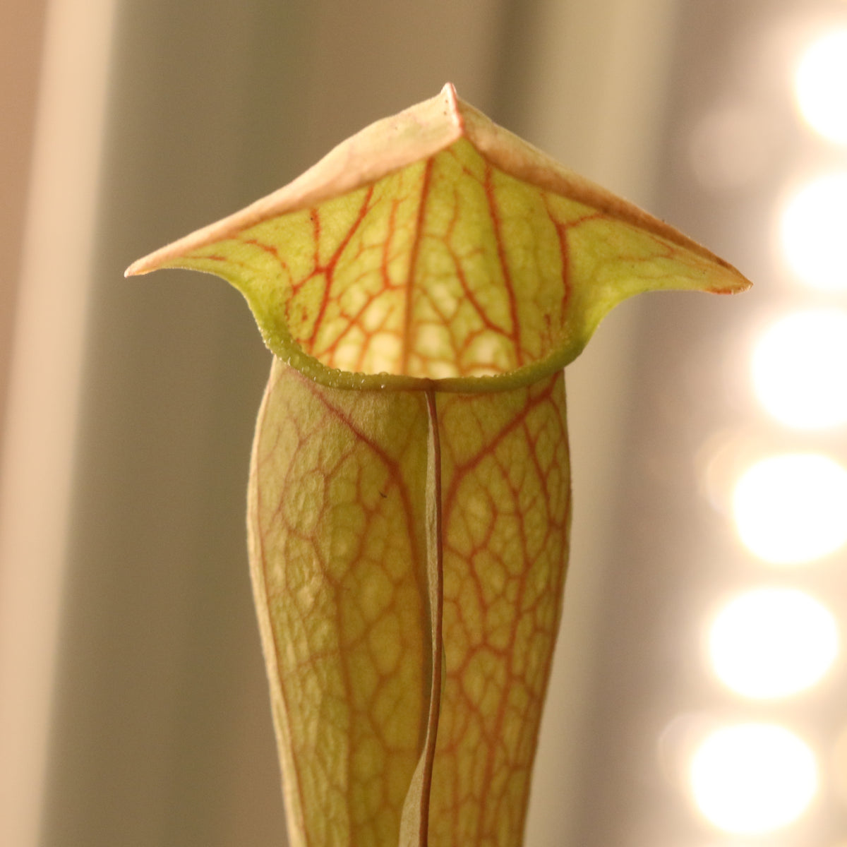 Sarracenia BUG BAT Trumpet Pitcher Carnivorous Plant