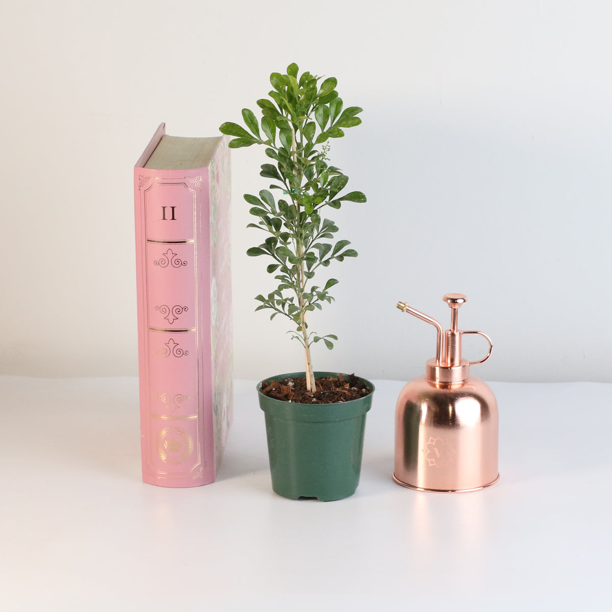 Chinese Perfume Plant