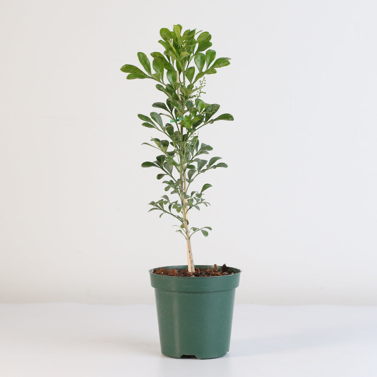 Chinese Perfume Plant