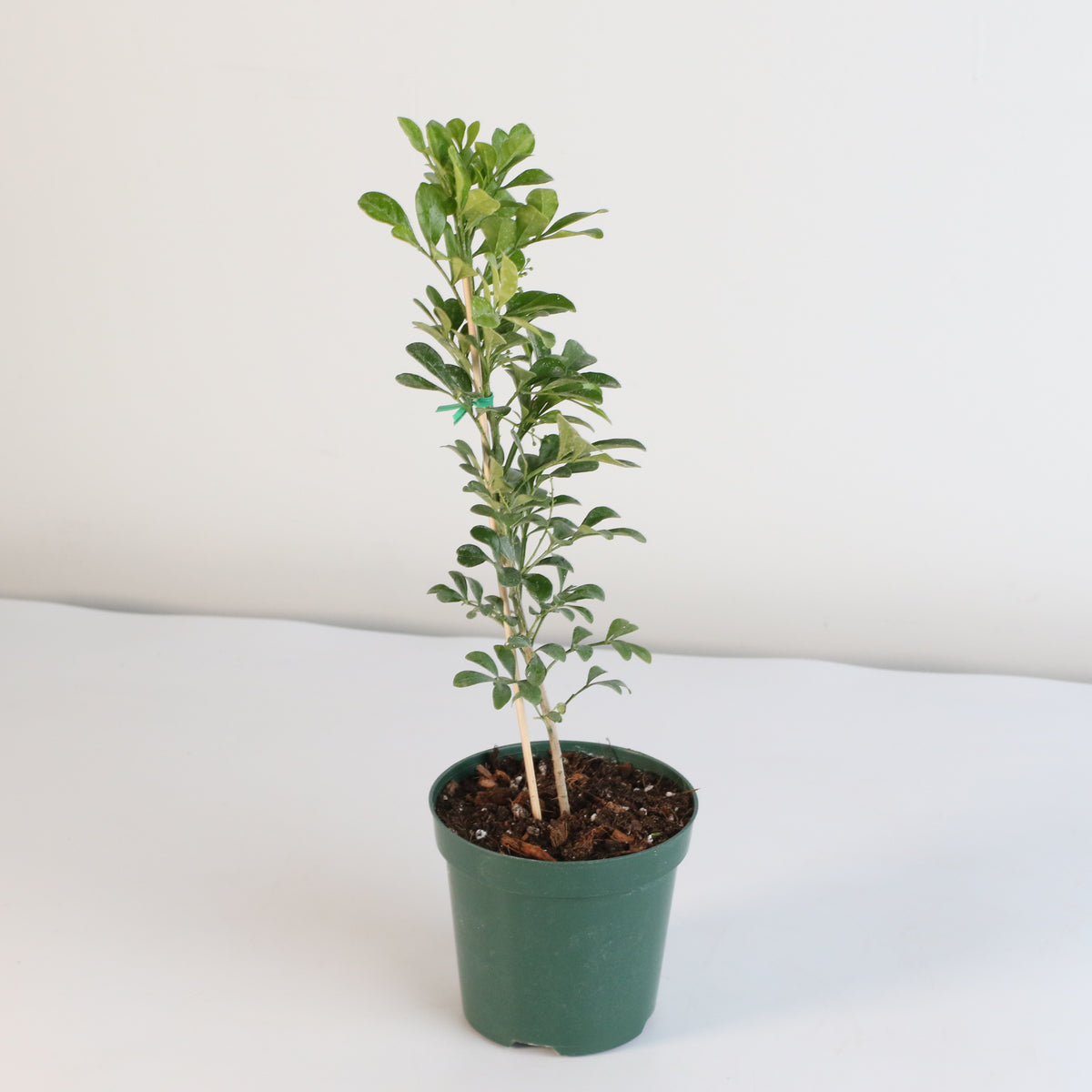 Chinese Perfume Plant