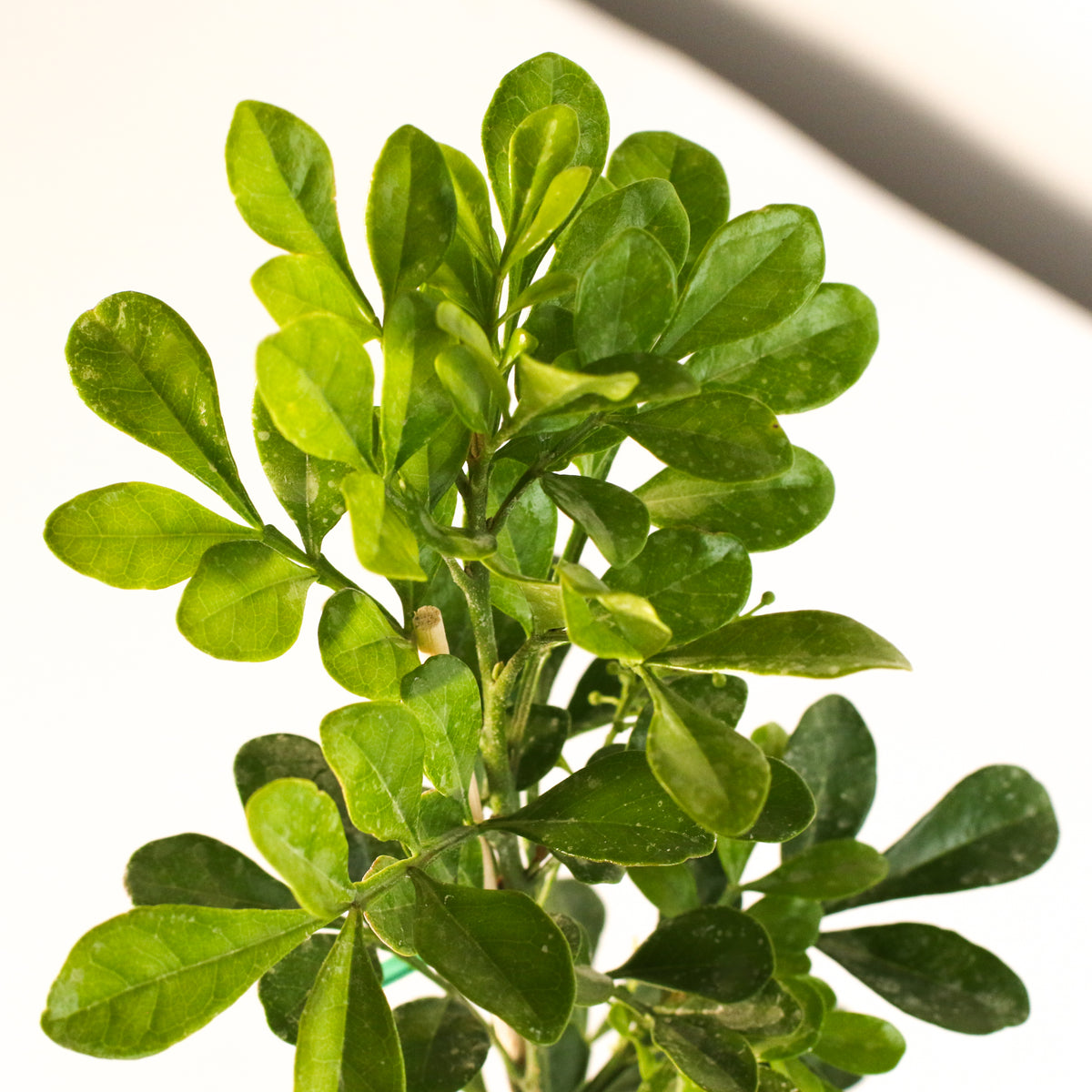 Chinese Perfume Plant