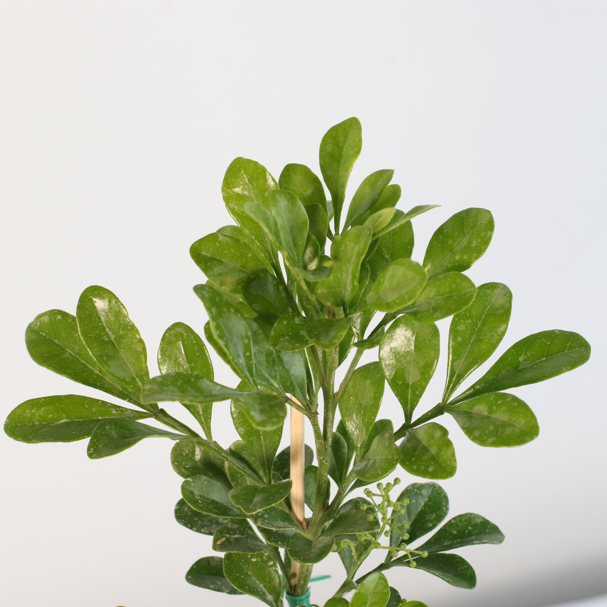 Chinese Perfume Plant