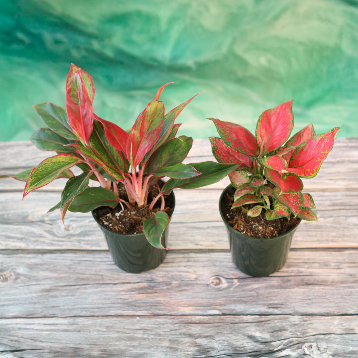 Aglaonema Plant Bundle