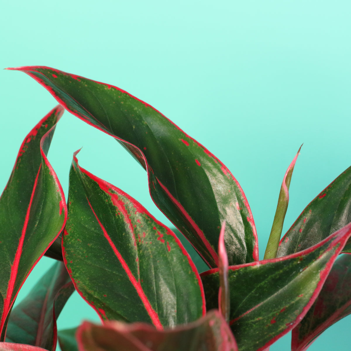 Aglaonema Siam