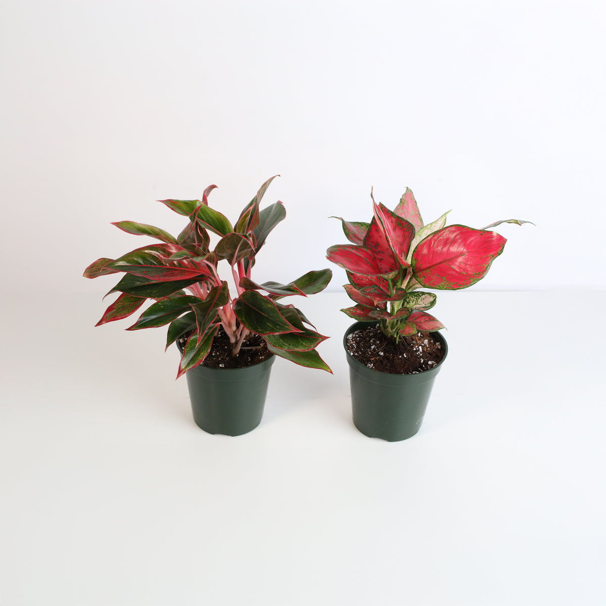 Chinese Evergreen Aglaonema Bundle