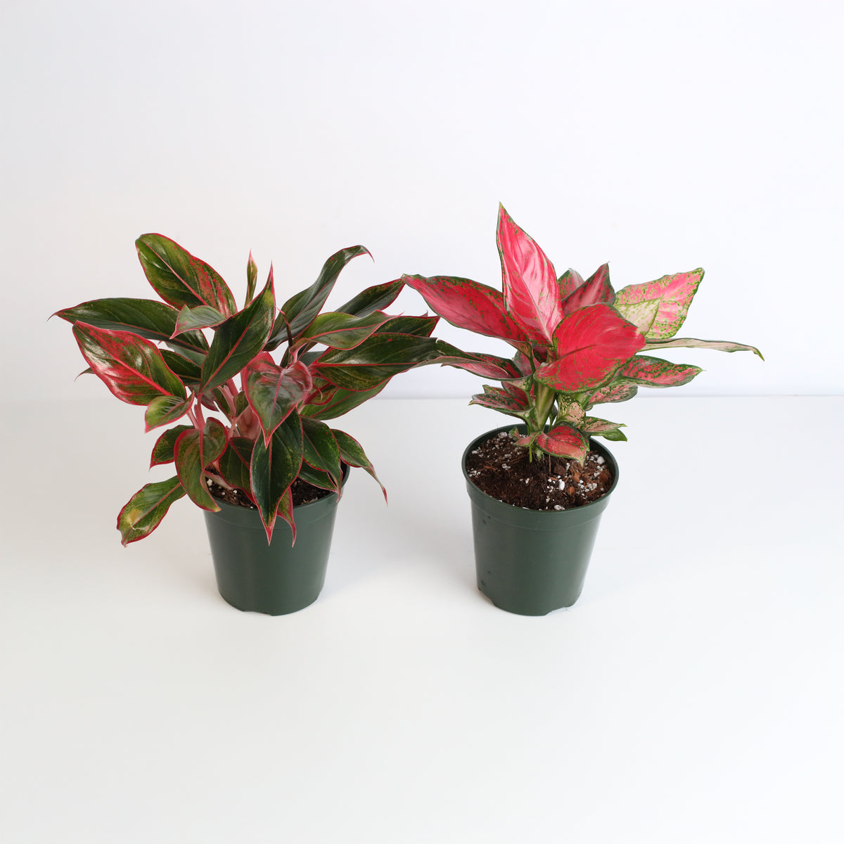 Chinese Evergreen Aglaonema Bundle