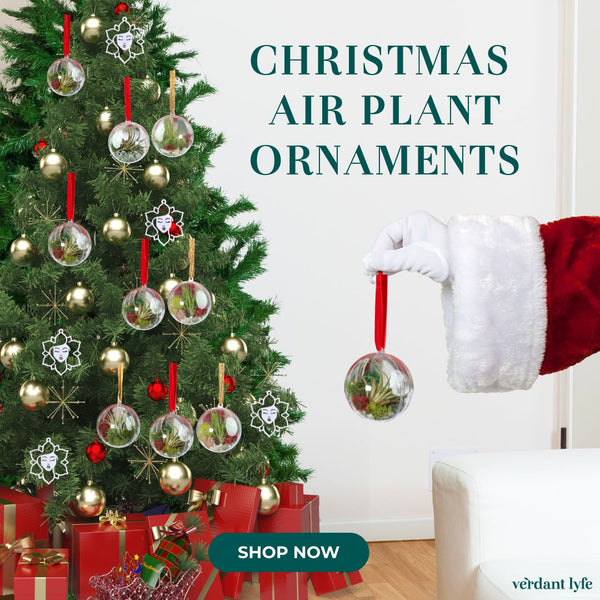 air plant christmas ornament Tillandsia Air Plant Ornament