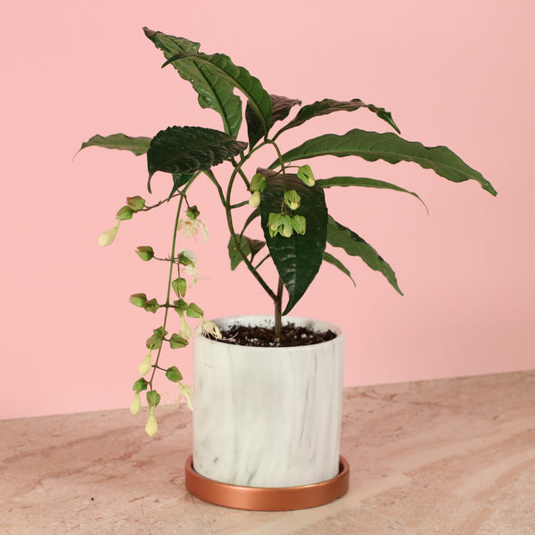 Clerodendrum wallichii - Bridal Veil