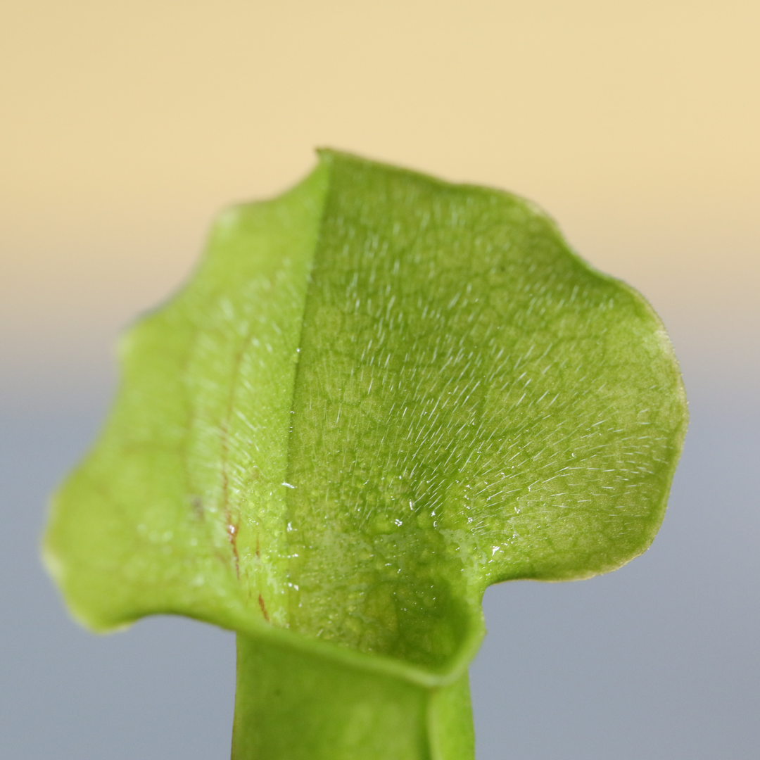 Sarracenia BUG BAT Trumpet Pitcher Carnivorous Plant