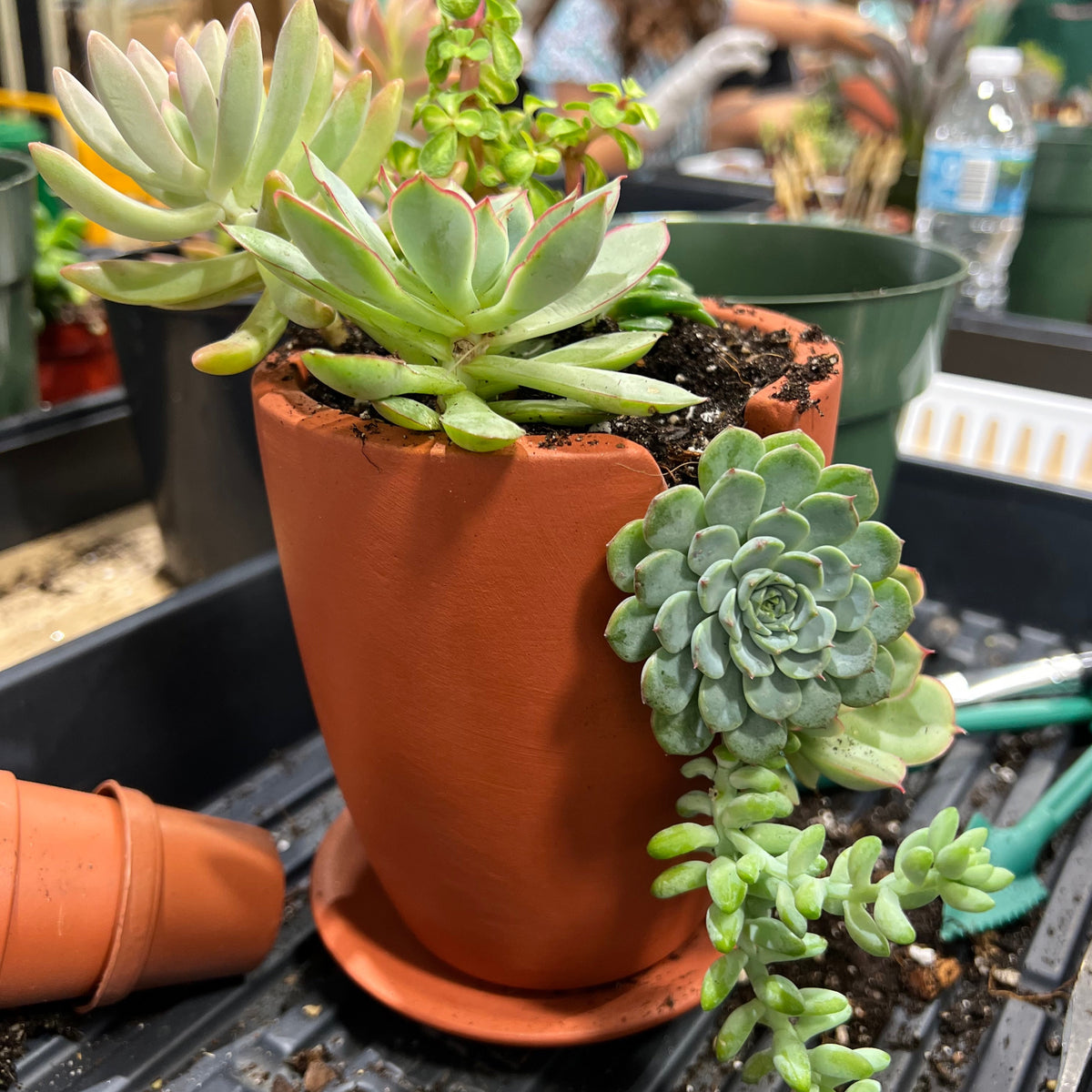 Succulent Arrangement Workshop - Thursday, January 29th 2026, at 6:00 pm