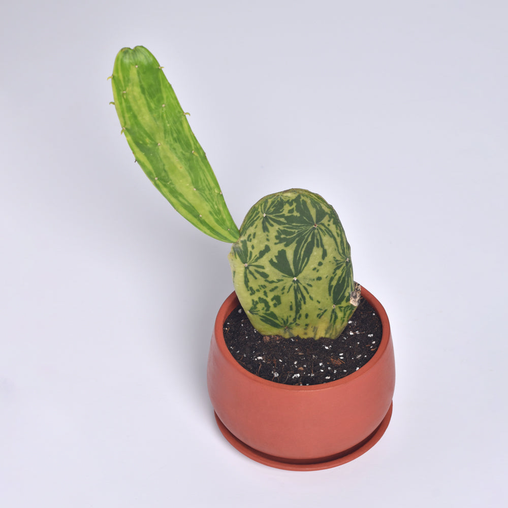 Variegated Opuntia Prickly Pear Cactus